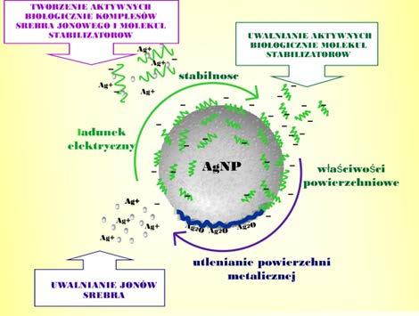 Wpływ właściwości powierzchniowych nanocząstek srebra na ich aktywność