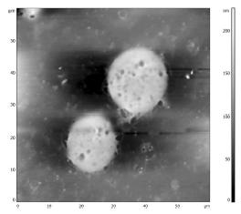Wpływ właściwości powierzchniowych nanocząstek srebra na ich cytotoksyczność względem komórek nowotworowych 80 60 AgNPs (chlorowodorek cysteaminy) 40 20 11 15 nm