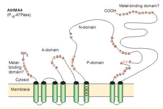 Zastosowanie AtMRP7 w biotechnologii roślin do zmiany dystrybucji metali ciężkich w roślinie: Wojas S, Hennig J, Plaza S, Geisler M, Siemianowski O, Skłodowska A, Ruszczyńska A,