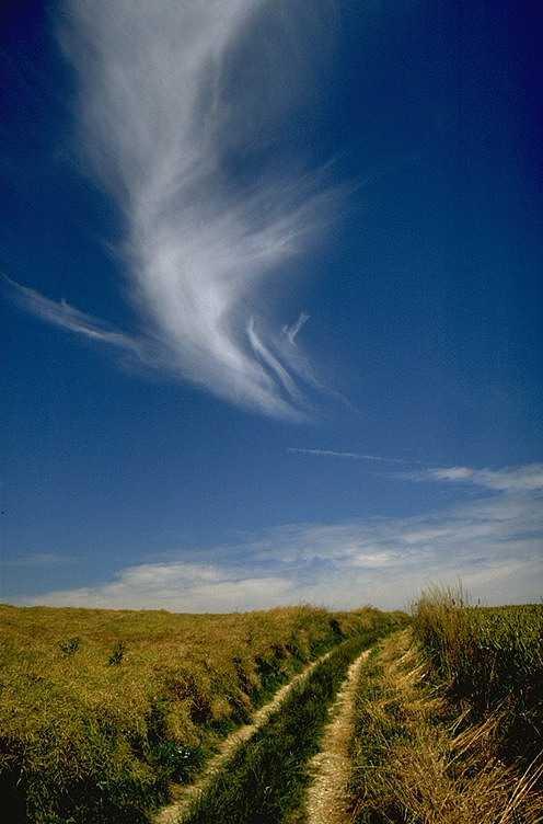 Cirrus uncinus