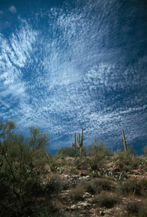 Altocumulus