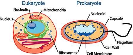 Buňka základní forma organizace živé hmoty Molekuly (DNA, proteiny, sacharidy, lipidy) Geny