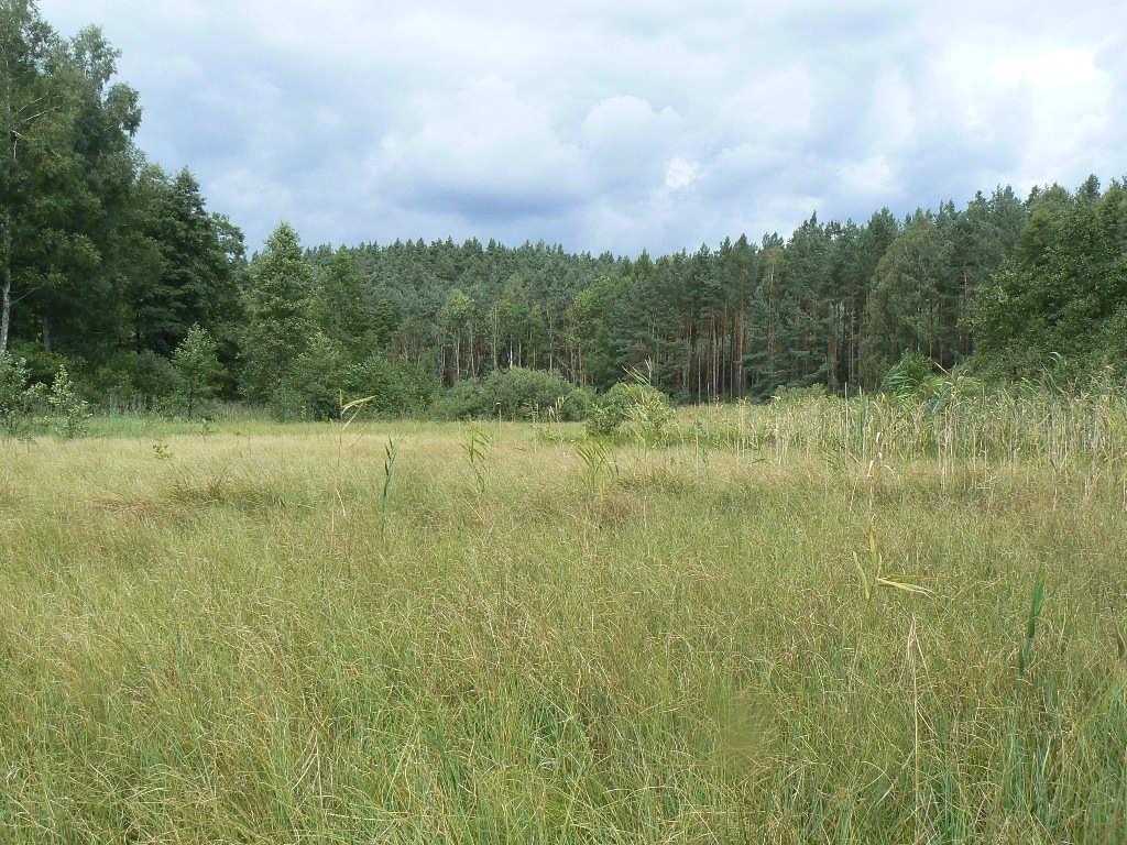 Klub Przyrodników Dokumentacja przyrodnicza torfowisk alkalicznych obiektu Trępel wykonano w ramach projektu: LIFE11 NAT/PL/423 Ochrona torfowisk alkalicznych (7230) w młodoglacjalnym krajobrazie