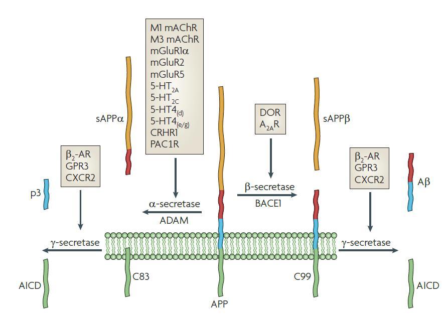 Modulacja proteolizy