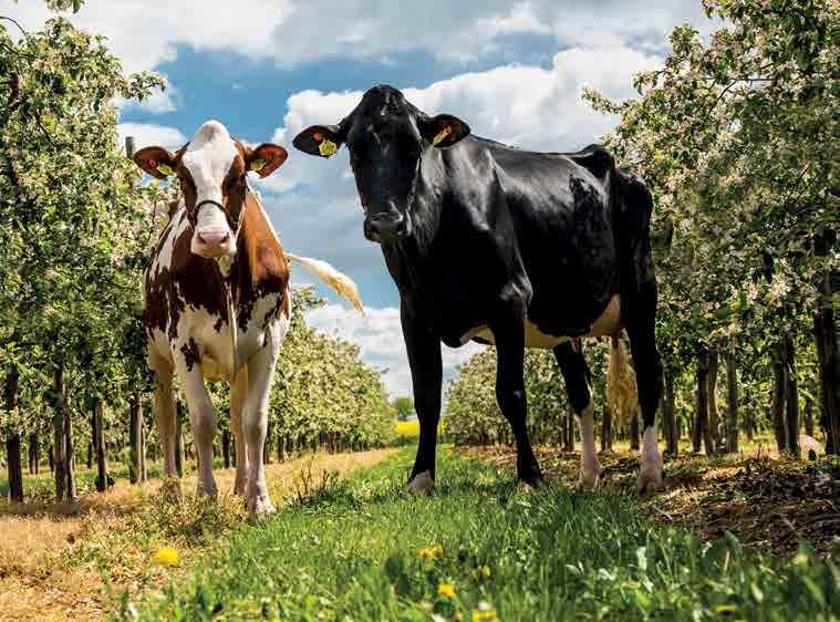 MASTITIS MONITOROWANIE ZDROWOTNOŚCI WYMION W OPARCIU O WYNIKI OCENY