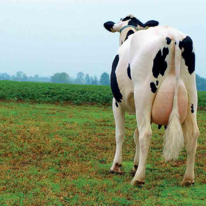 MASTITIS w Twoim stadzie to OGROMNE KOSZTY poprzez: spadek wydajności; konieczność wprowadzenia antybiotykoterapii; pogorszenie jakości mleka; wzrost kosztów leczenia; zwiększone brakowanie; większa