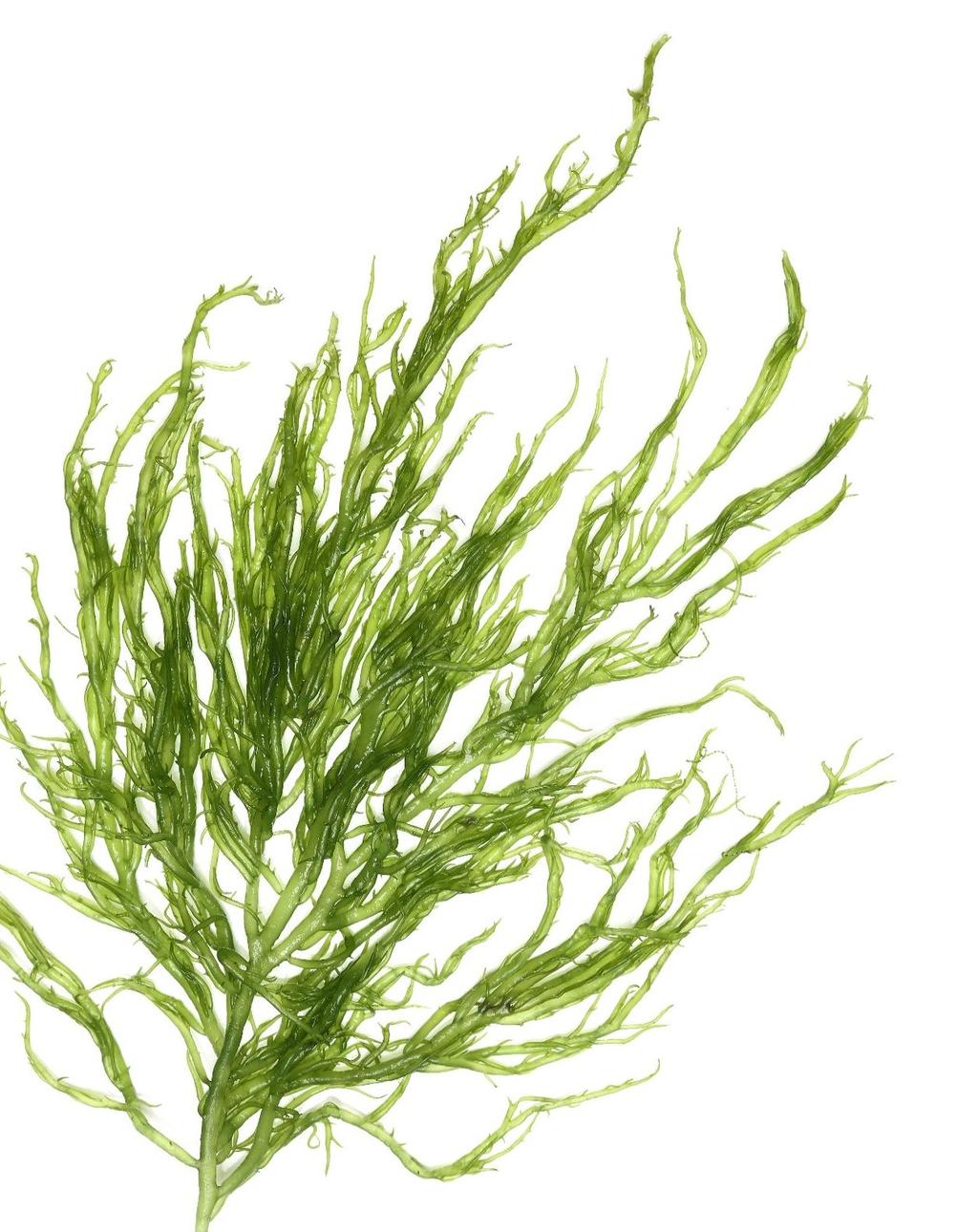 morska recepta na piękne, czyste i zdrowe włosy wyciąg z ALGI WAKAME. FOR-ME to kreatywnośd i pielęgnacja włosów - zgodnie z tradycją wszystkich produktów Framesi.