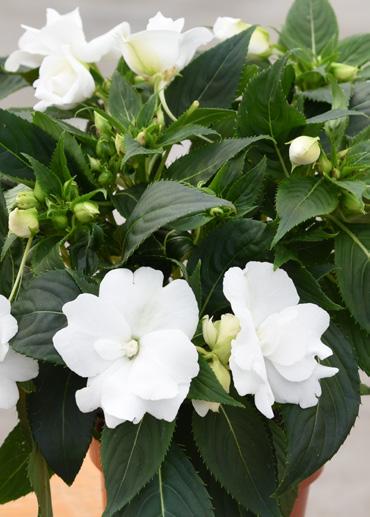 Impatiens -Guinea