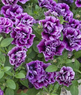 PETUNIA Petunia x