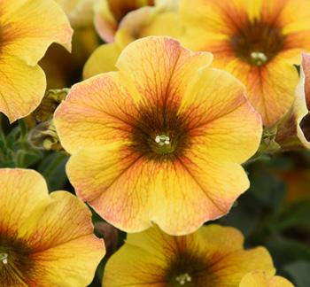Yellow Impr.
