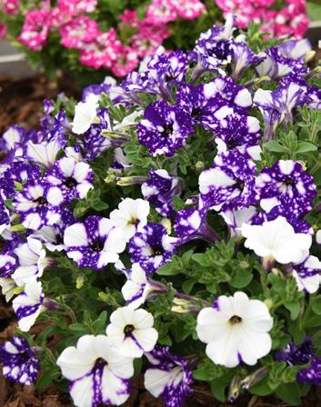 Potunia 13508