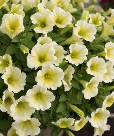 Orchid Potunia