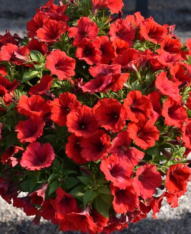 Potunia Dark Red