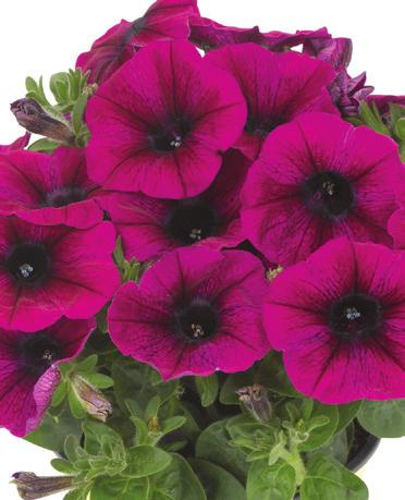 Plus Red Potunia