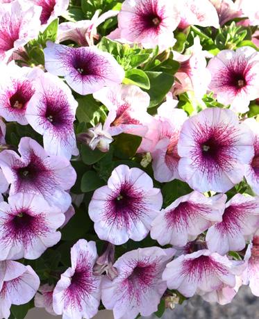 Potunia Piccola