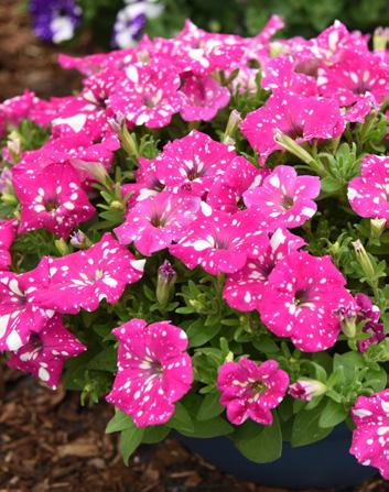 Petunia sadzonki