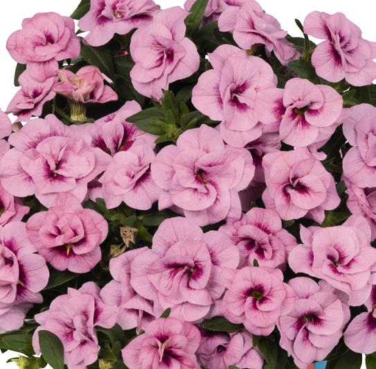 CALIBRACHOA