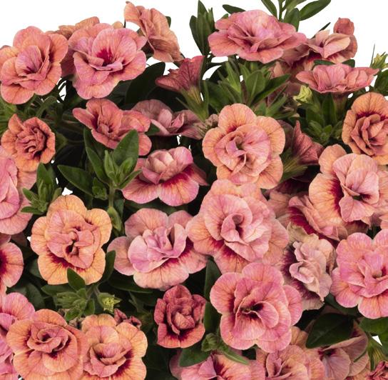 hybrida 14684 