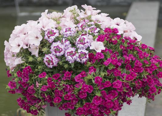 Bloomtastic Lavender Quartz Verbena