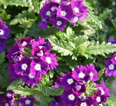 VERBENA