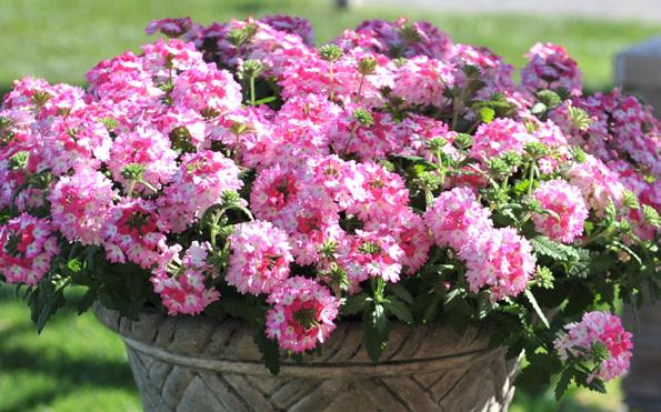 Cherry Charme