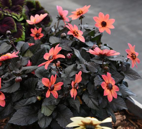 DAHLIA Dahlia