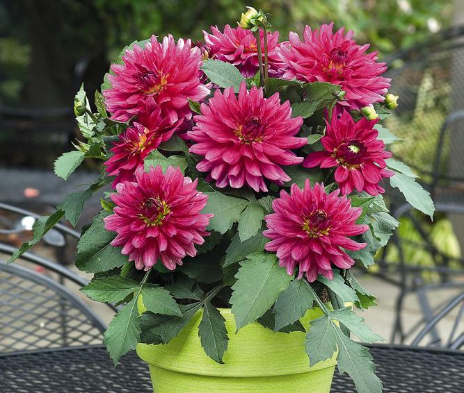 dahlia XXL