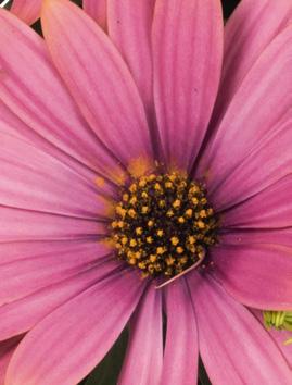 Margarita nowości 2020 OSTEOSPERMUM Osteospermum ecklonis Margarita Double 14469 Margarita Bronze Flare 14470 Margarita Double Pink 14471 Margarita Double White 14472