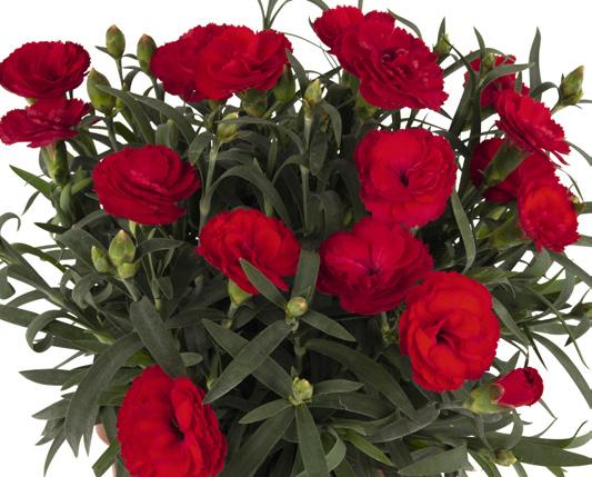 nowości 2020 DIANTHUS Dianthus hybrida Sprint 18517 Billie 18518 Cobi Licencja Nr kat. Nazwa Barwa kwiatów Kwiat Dianthus Dianthus hybrida Sprint T -125 Tyg.: 6 12 Tyg.