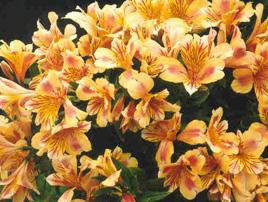 Nazwa Barwa kwiatów Kwiat Alstroemeria Alstroemeria Charmelita T -35 Tyg.