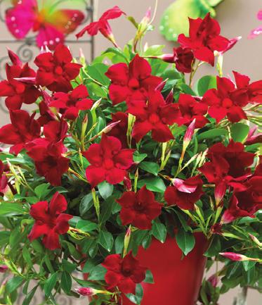 Dipladenia Sundaville T -84 Tyg.