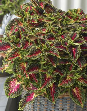 Main Street Coleus
