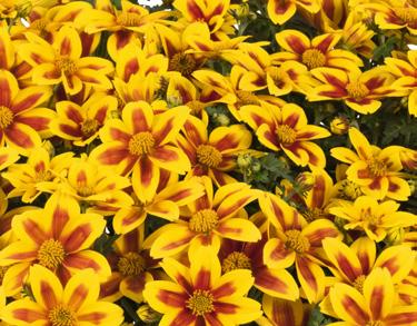 Bidens 14011 Bidy Boom Fireside 14018 Bidy Boom Yellow Big 14015 White Delight Iresine Scaevola 13614 Herbstii