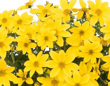 : 4 13 14921 FloraSet Argyranthemum Angelic Dark Pink Beauty Yellow Neptune T -93 Tyg.: 4 13 94.