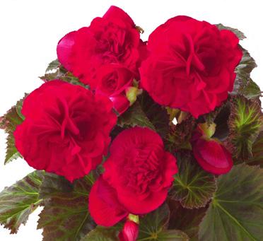 Begonia