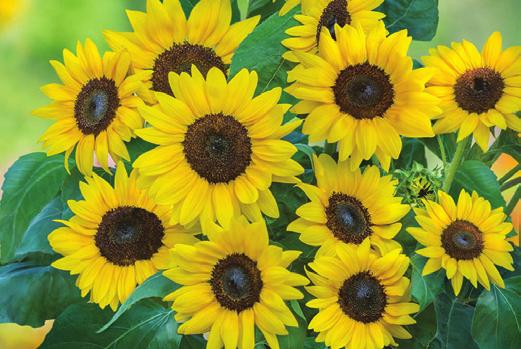 Gazania Day