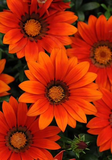 Orange 47830