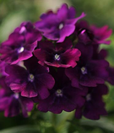 Purple 44231