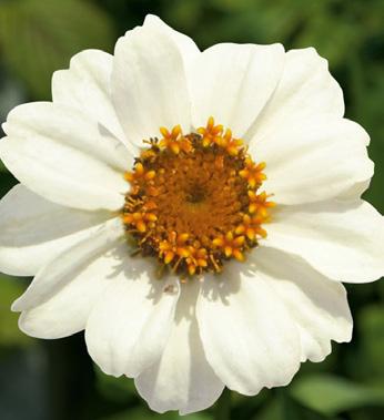 Profusion 48423