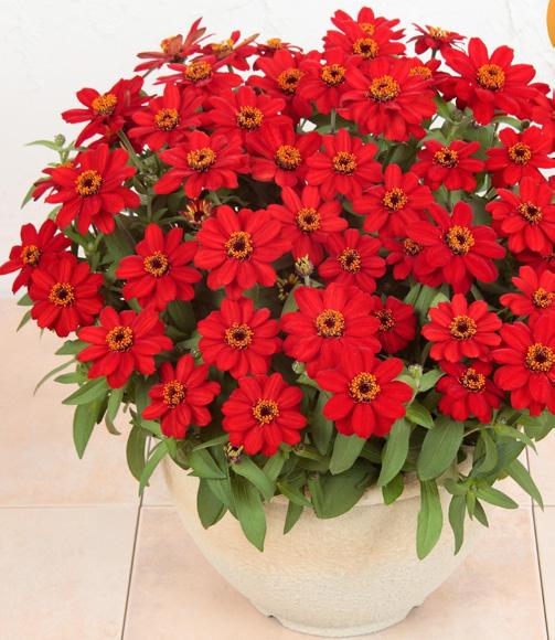Profusion Red
