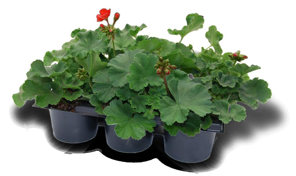 STANDARDY Pelargonia