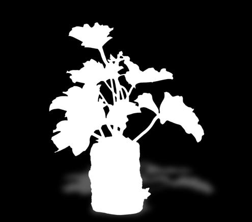 Pelargonia 6-PAK MIX