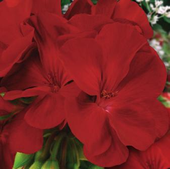 MIX 6-PAK Pelargonia