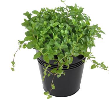 Peppermint