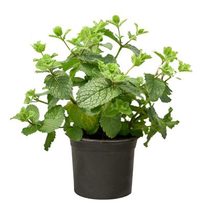 Spanish mint