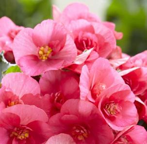 , ROSLINY DONICZKOWE Nr kat. Nazwa SADZONKA Begonia elatior Begonia elatior Tyg.: 5 21 T - 45 T - 66 61801 Baladin 170. 61839 Balamon 170. 61802 Barkos 170. 61826 Batik 170.