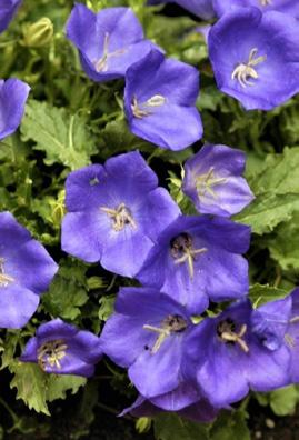 Campanula nowości 2020 BYLINY i TRAWY SIEWKI NASIONA 72274 Avida White 72273 Avida Blue Nr kat.