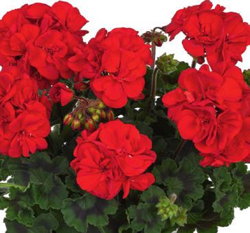 Pelargonia