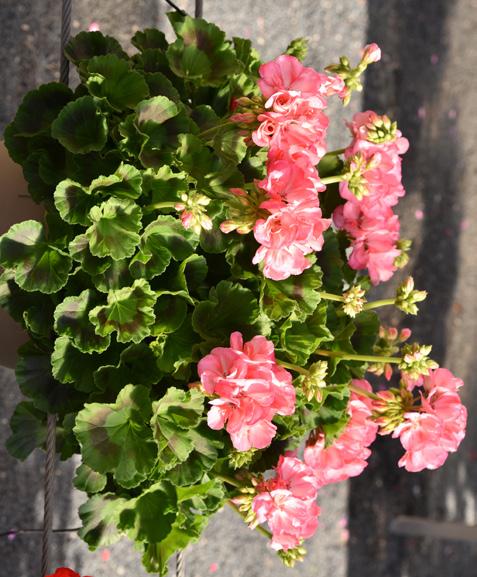 Pelargonium