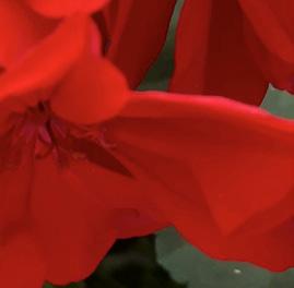 Green Idols Rose
